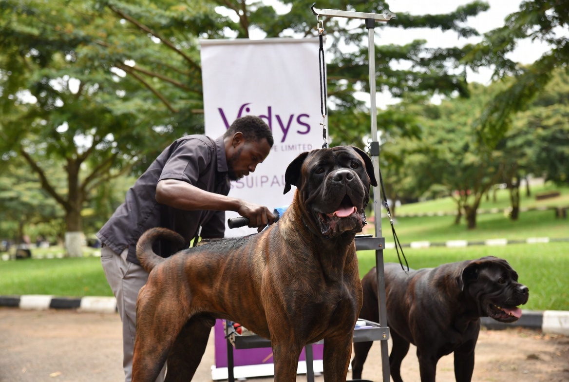 A well-groomed, healthy dog