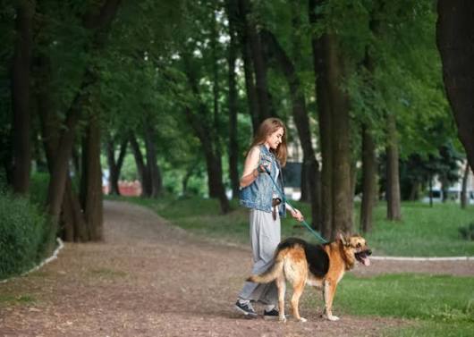 A dog enjoying a walk outdoors at sunset